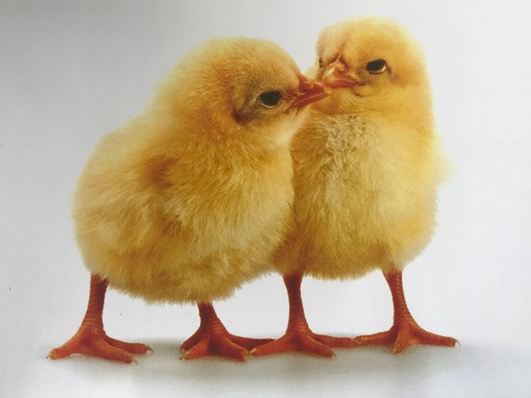 肉鸡养殖技术大全！