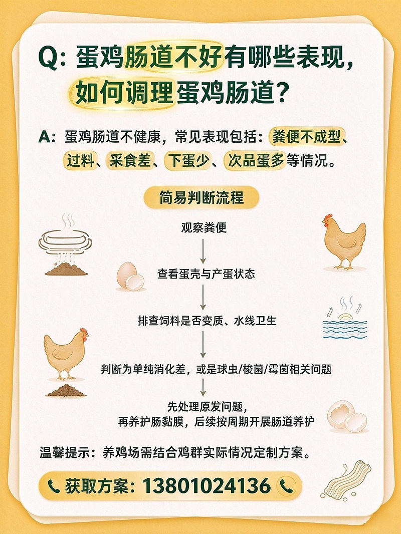 蛋鸡肠道不好有哪些表现，如何调理蛋鸡肠道