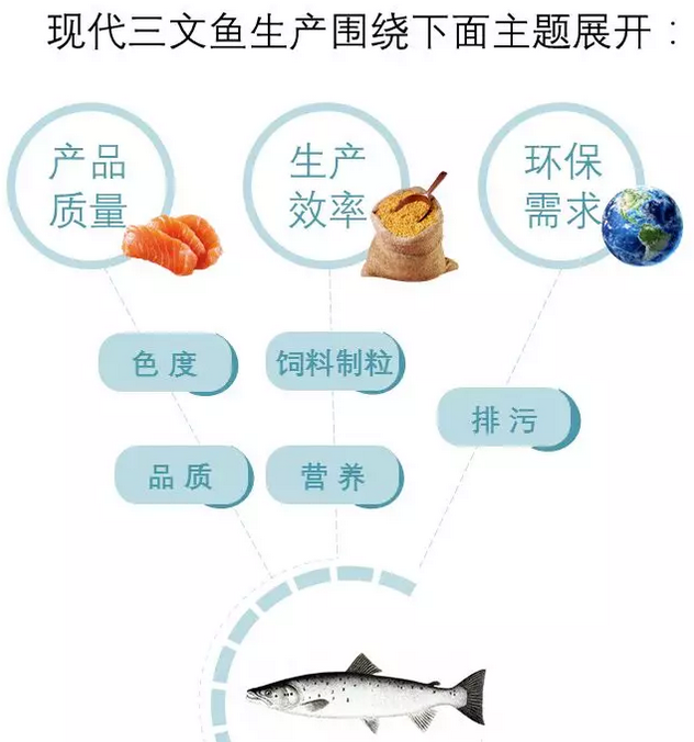 三文鱼1