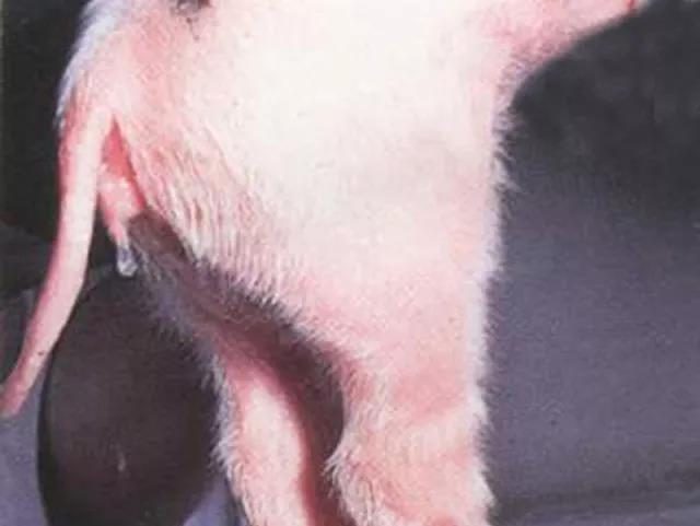 猪场杀手——霉菌毒素