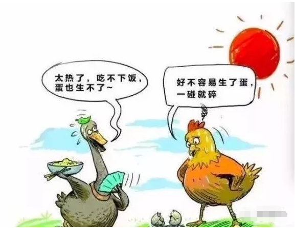 夏季高温，抗热应激的饲料添加剂怎么选？