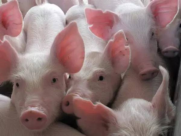 北京中农牧扬：冬季猪群呼吸道病预防与的解决方案！