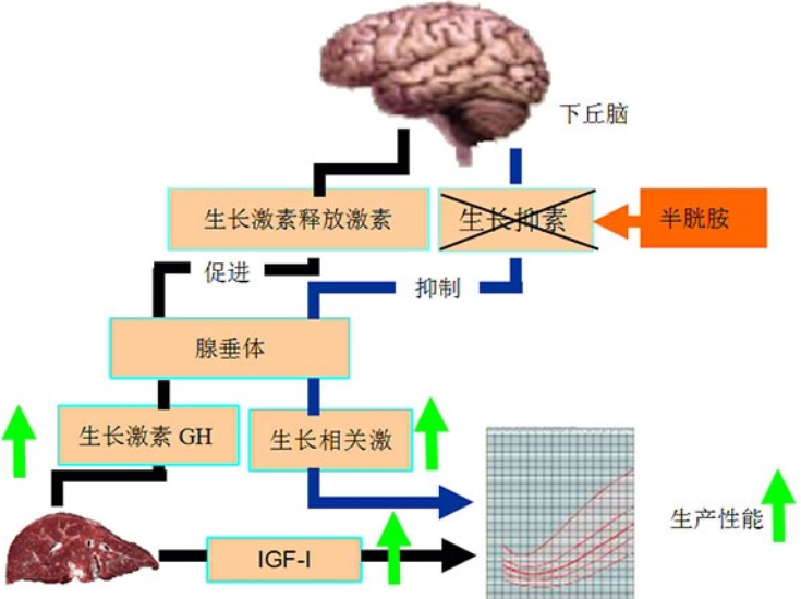 动物生长素作用原理