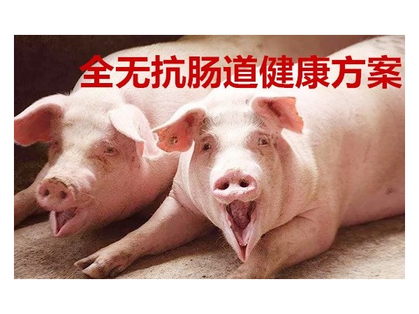 直面无抗时代—全无抗肠道健康方案！