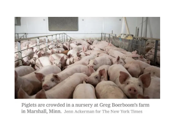 死猪“堆积成山”，市场无肉可卖，美国可能对1000万头猪实施安乐死