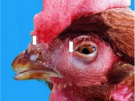 疫苗给孩子带来了巨大的伤害！北京中农牧扬浅析鸡传染性鼻炎疫苗！