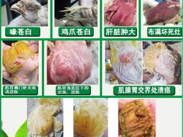 肌腺胃炎对蛋鸡的伤害不容忽视！