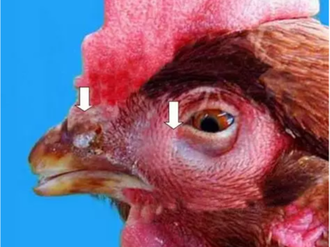 北京中农牧扬支招：听声辨别鸡有什么呼吸道病？