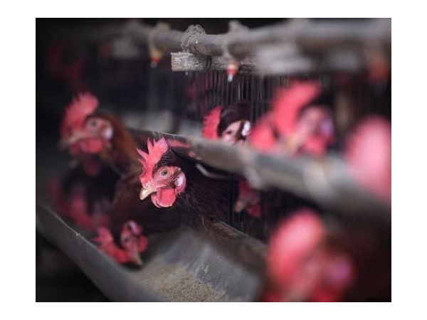 饲料“禁抗”新政出台后，植物提取物是绿色养殖的必备品！