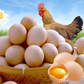 哪几种蛋鸡产蛋率高？除了品种，罗维素壮骨素也可以提高产蛋率！