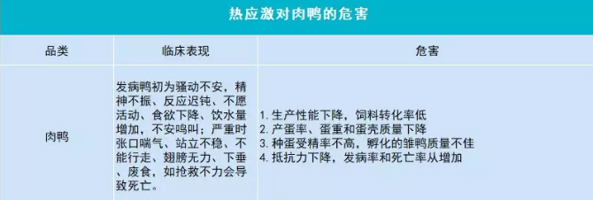 热应激对肉鸭的危害