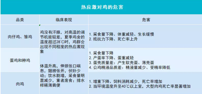 热应激对鸡的危害