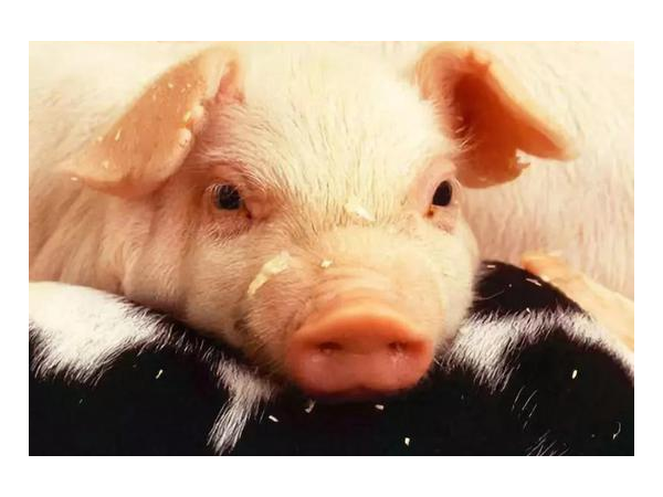 美国疫情严重，猪将迎来安乐死?