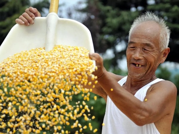 玉米涨幅超350元/吨，饲料迎年内第6次涨价!