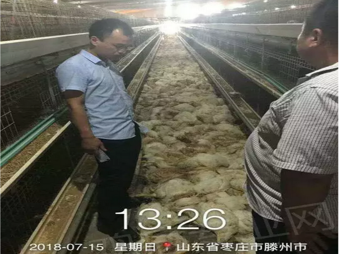 又一起养殖事故！北京中农牧扬提醒养殖朋友注意防范！