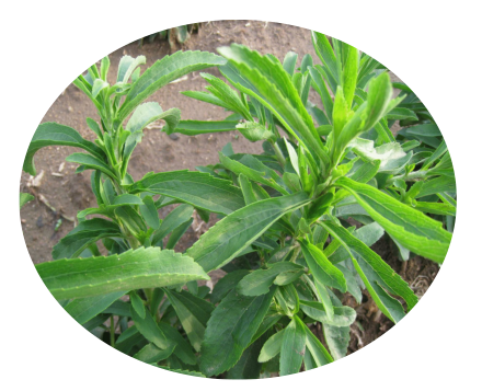 甜叶菊