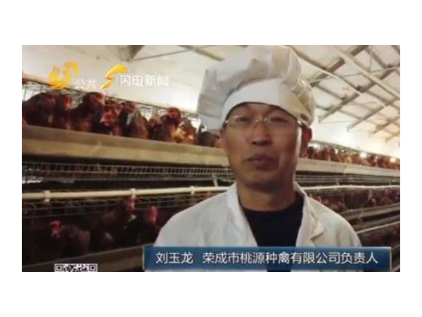 山东某厂家饲料添加剂偷加禁用，上百吨鸡蛋被销毁！