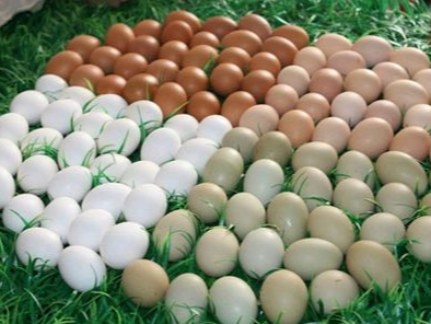 投资蛋鸡养殖需要注意这6点，否则盈利就难了！