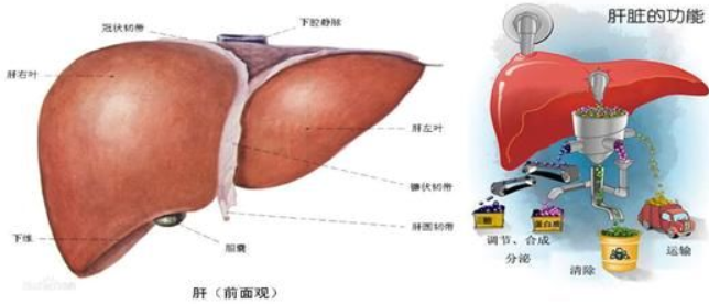 肝脏功能