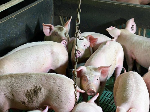 猪皮毛干燥不光亮？中农牧扬富红宝提供可行的应对方案