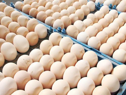 中农牧扬浅析鸡蛋蛋皮变薄的4种原因