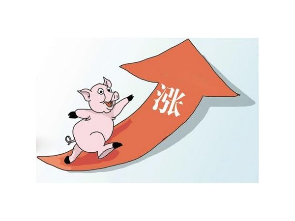 产销缺口近280万吨，猪肉价格9月或将迎来高峰！