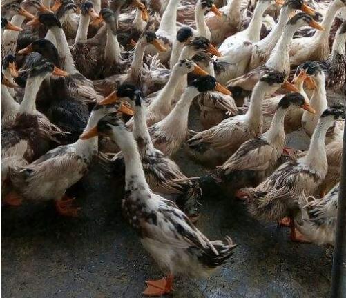 鸭群（鸡群）拉水便怎么办？用北京中农牧扬的美达09控制水便！