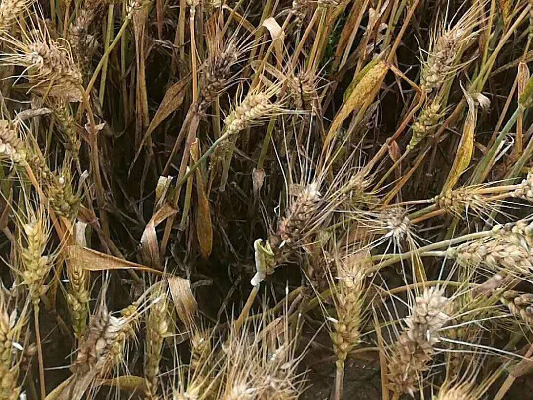 震惊！十几万斤“呕吐”超标小麦或用作饲料！