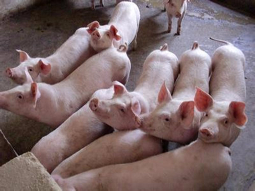 农业农村部：黑龙江调往河南郑州的生猪确诊发生非洲猪瘟！