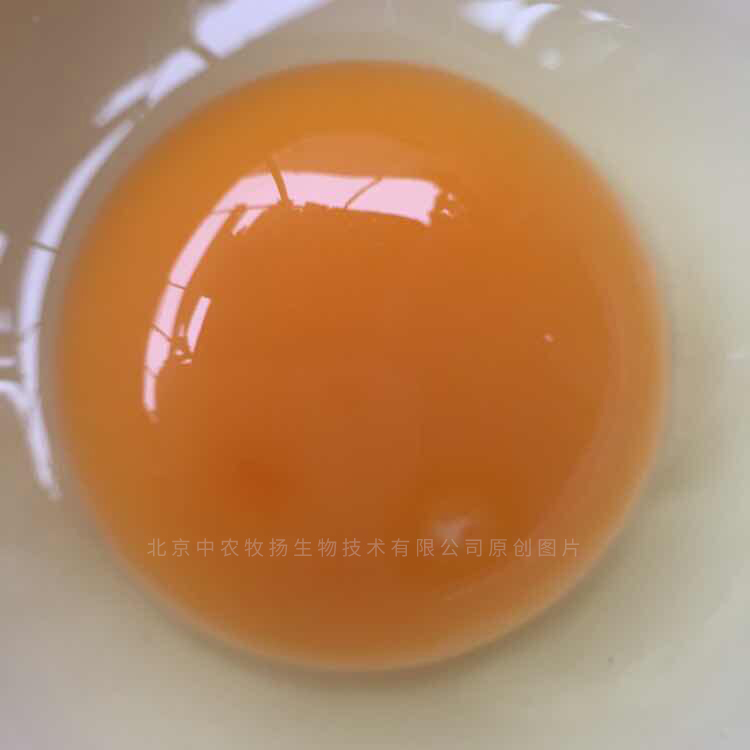 鸡蛋着色剂带水印
