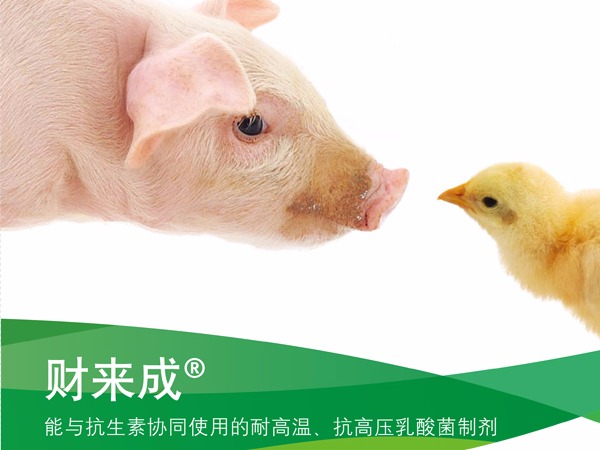 财来成（屎肠球菌），提高畜禽生产性能的微生态制剂！