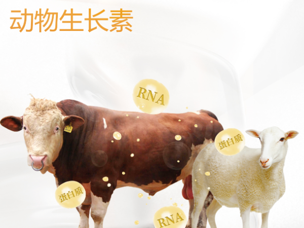 【收藏版】了解牛的反刍规律，助力健康养殖！