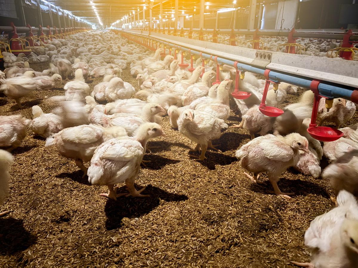 如何喂养蛋鸡产蛋量更稳定？从肠道功能入手，试试金多酚