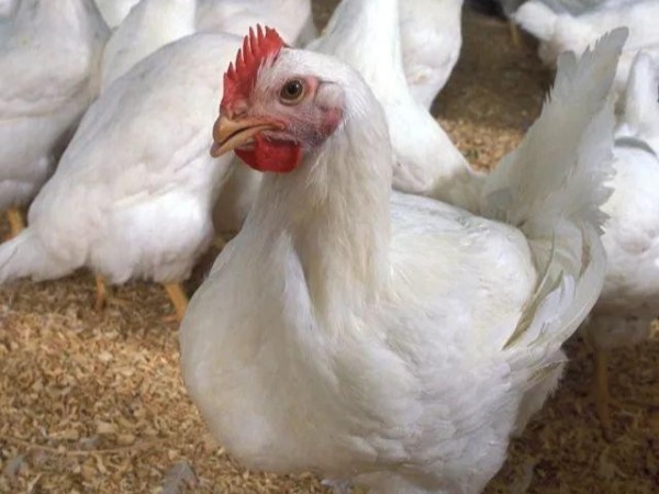 蛋黄颜色浅？鸡肉干柴怎么办？试试天然叶黄素