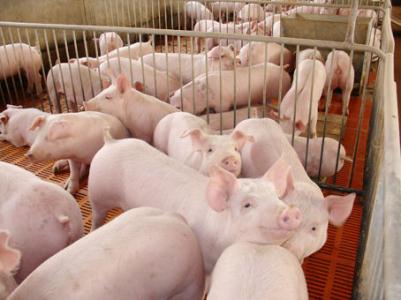 母猪各阶段流产原因及预防措施，加利百灵Z必不可少！
