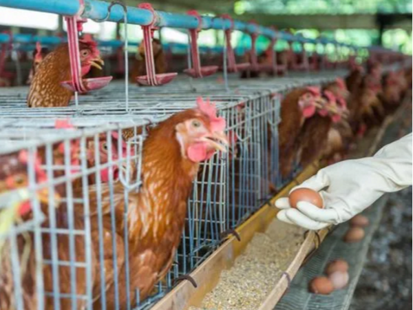 秋季养鸡重中之重：关注蛋鸡肠道健康