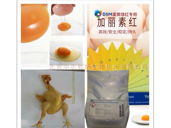 影响蛋鸡700天的关键问题-蛋壳质量、蛋黄质量不容忽视！