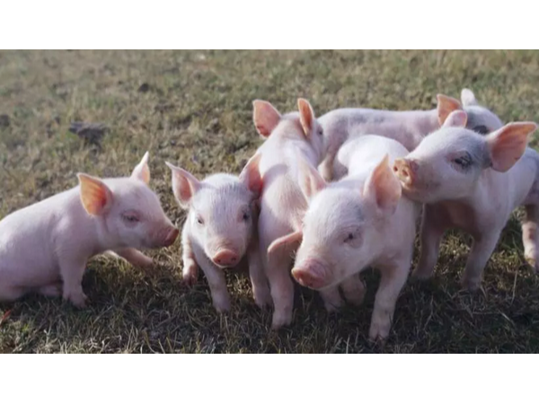 2021年养猪补贴新政策