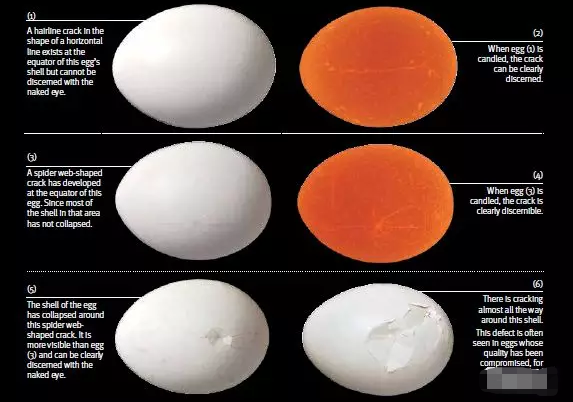 鸡蛋质量分级标准、鸡蛋蛋壳分级标准！