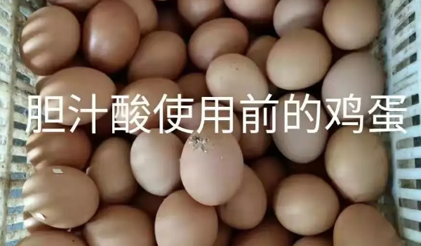 胆汁酸使用前的鸡蛋