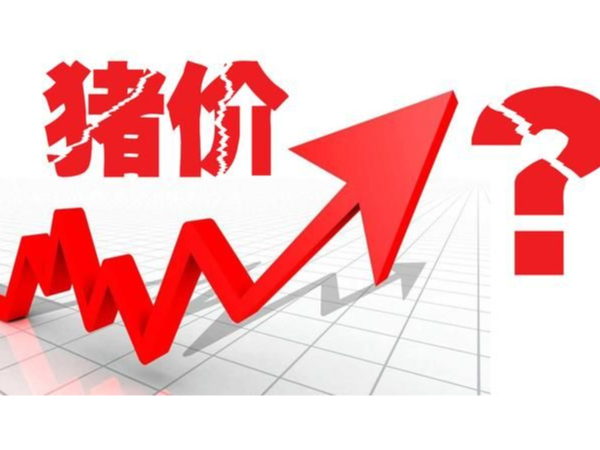 种猪达6000元/头，仔猪2000元/头！高利润让补栏复产积极性增加！